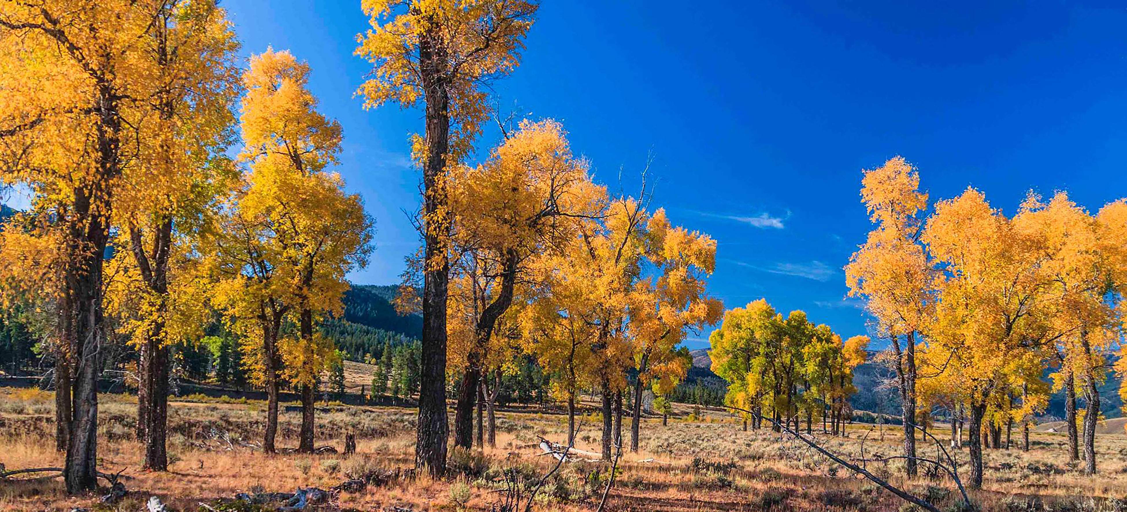 Broker-Dealer Registration in Wyoming