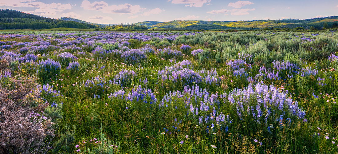 Apply for an Employer Identification Number (EIN).