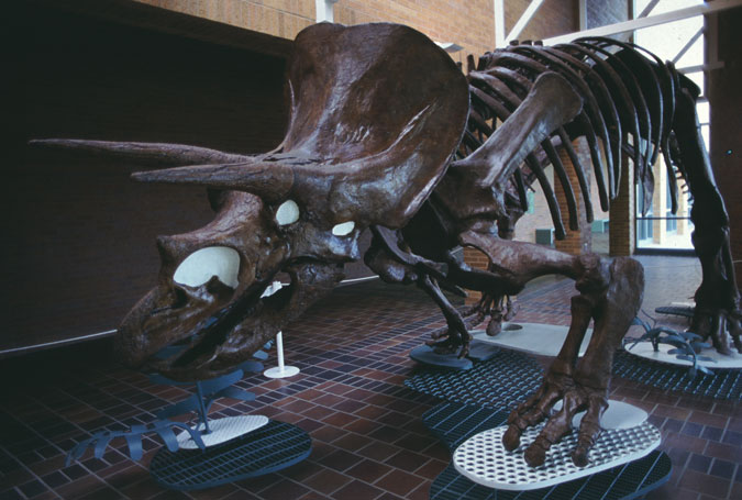 Triceratops courtesy of Wyoming Travel & Tourism