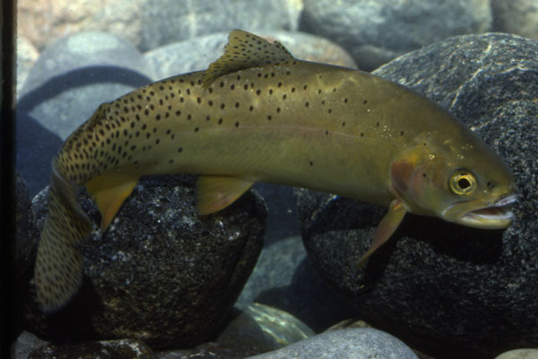 Cutthroat Trout courtesy of Wyoming Game & Fish Department