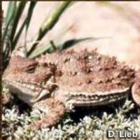 Horned Toad courtesy of Wyoming Travel & Tourism
